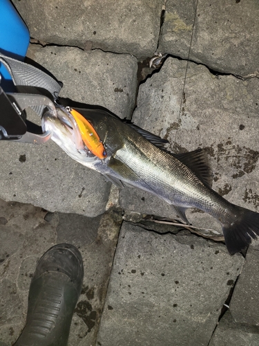 シーバスの釣果