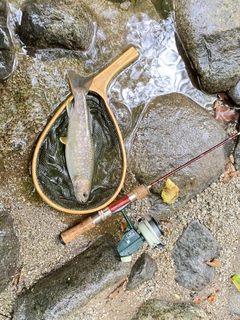 イワナの釣果