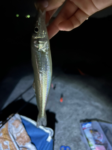 キスの釣果