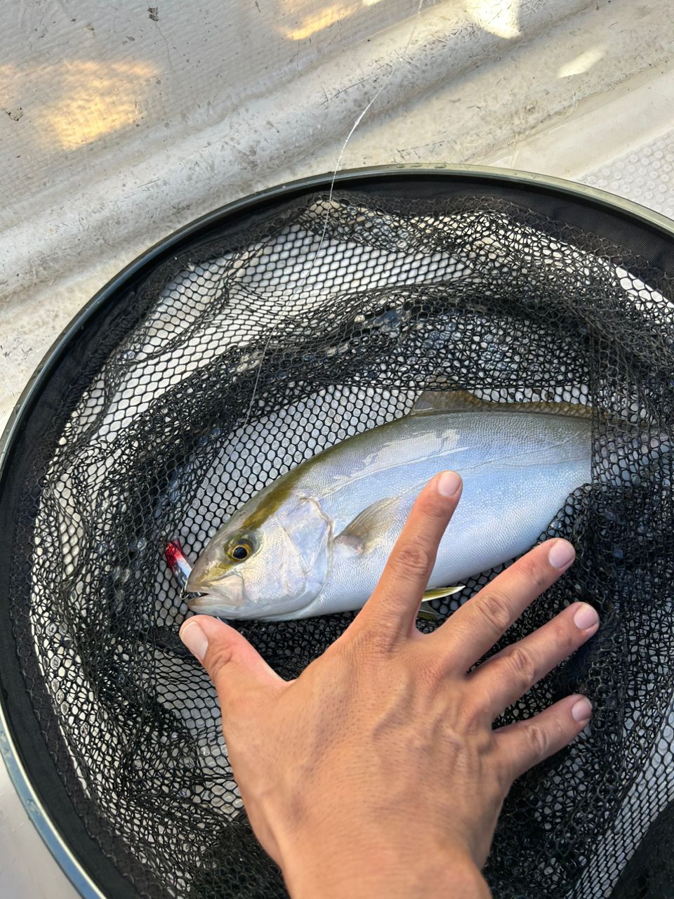 Kazu Kawaiさんの釣果 1枚目の画像