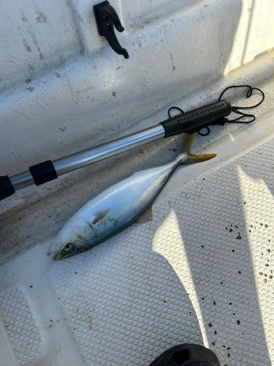 Kazu Kawaiさんの釣果 2枚目の画像