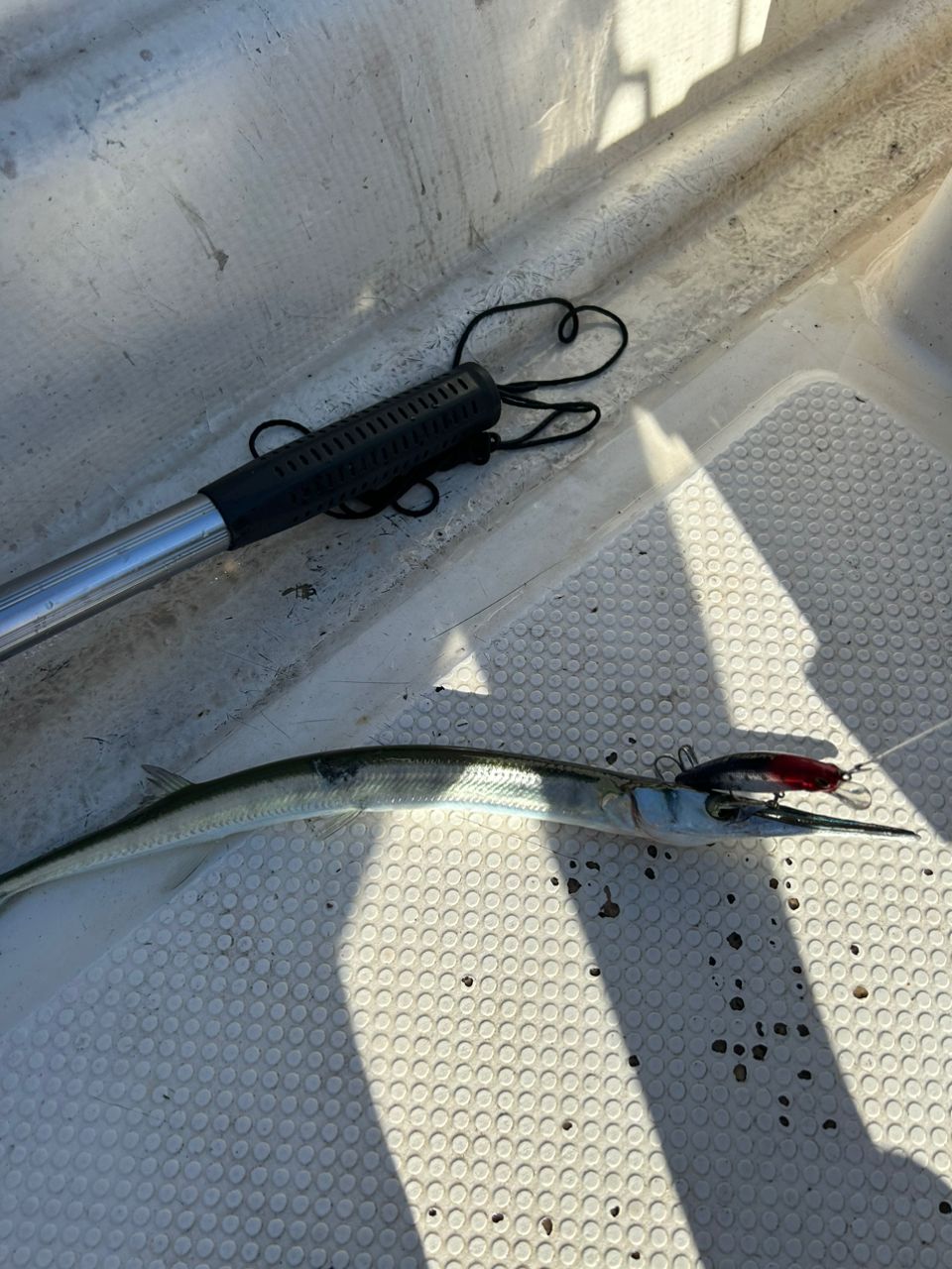 Kazu Kawaiさんの釣果 3枚目の画像