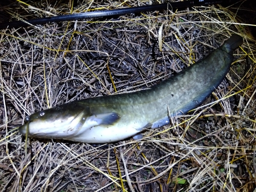 ナマズの釣果