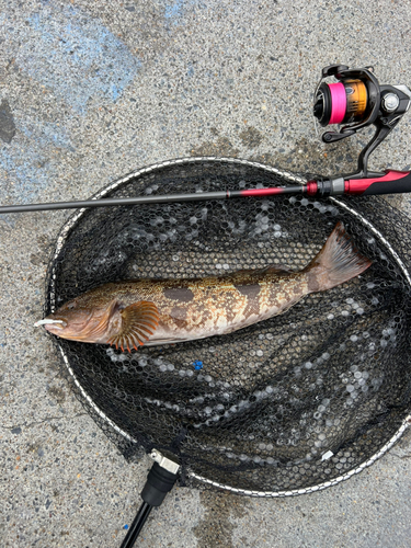 アイナメの釣果