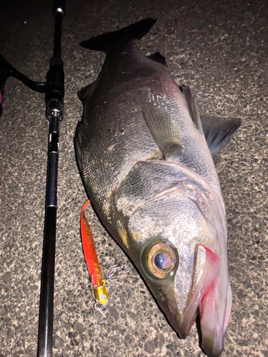 ヒラスズキの釣果