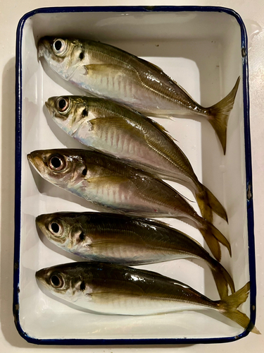 アジの釣果