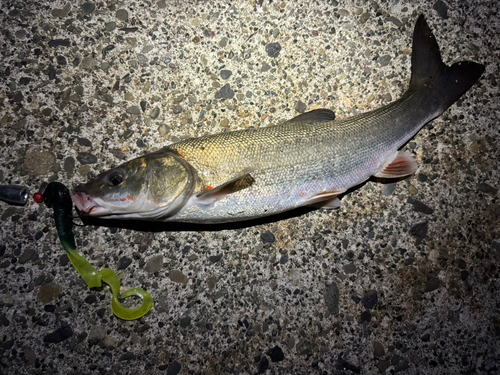 ウグイの釣果