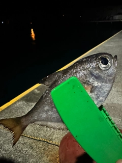 ハタンポの釣果