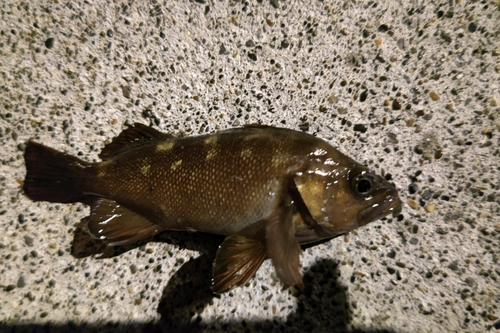 エゾメバルの釣果