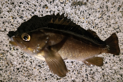 エゾメバルの釣果