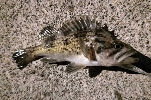 クロソイの釣果