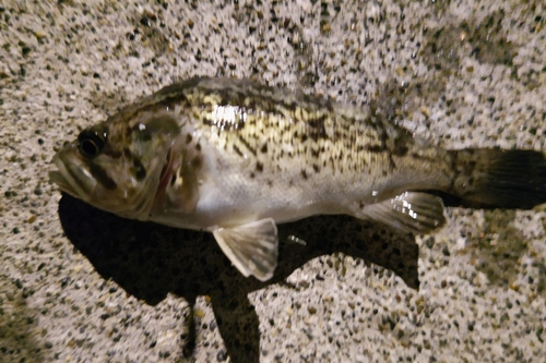 クロソイの釣果