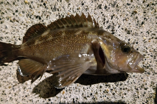 エゾメバルの釣果