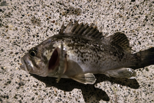 クロソイの釣果