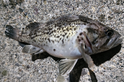 クロソイの釣果