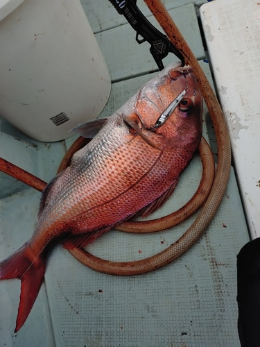 マダイの釣果