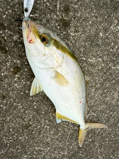 ショゴの釣果