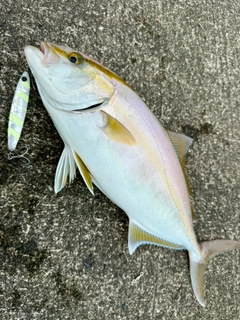 ショゴの釣果