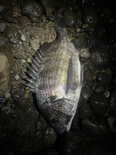 チヌの釣果