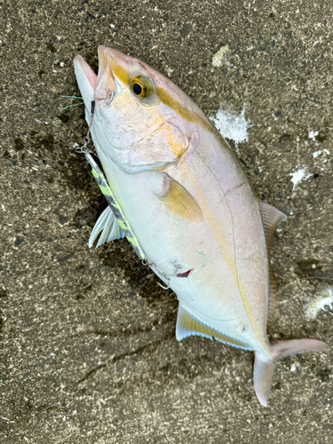 ショゴの釣果