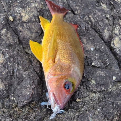 オオモンハタの釣果