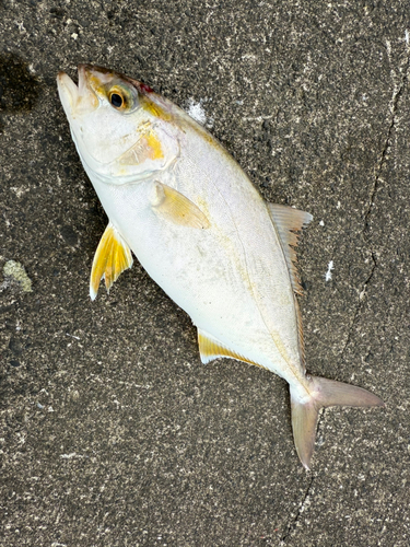 ショゴの釣果