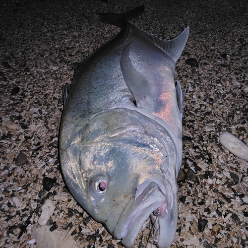 ロウニンアジの釣果