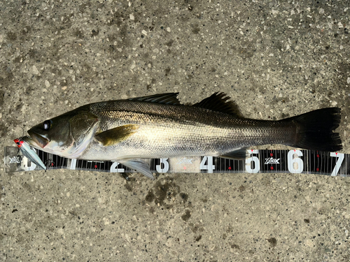 シーバスの釣果