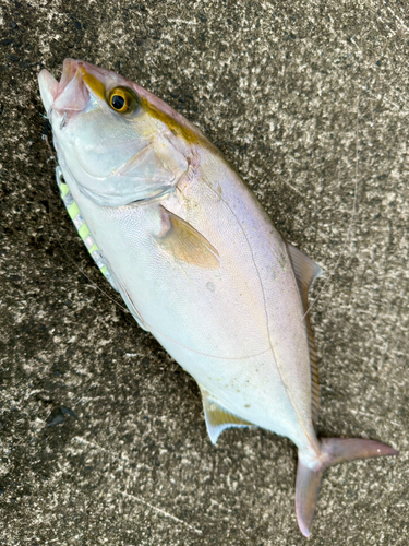 ショゴの釣果