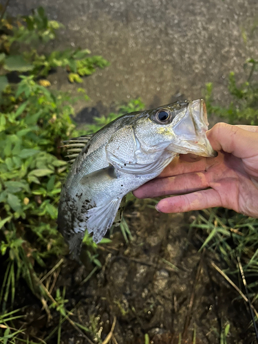 セイゴ（マルスズキ）の釣果