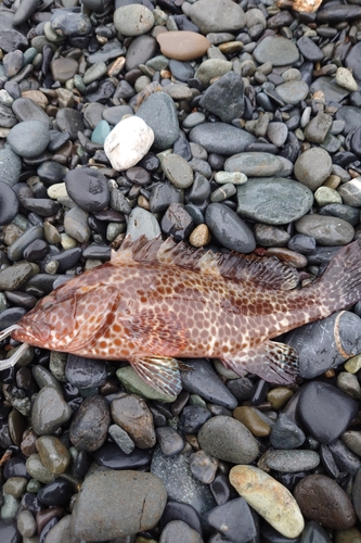 オオモンハタの釣果