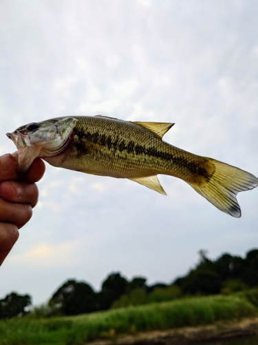 ラージマウスバスの釣果