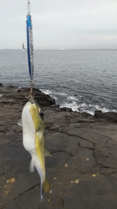 シロサバフグの釣果