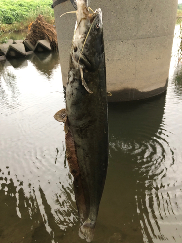 ナマズの釣果