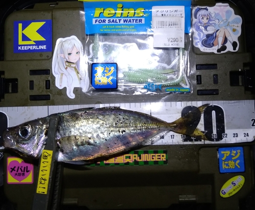 マアジの釣果