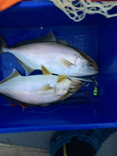 ショゴの釣果