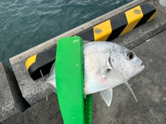 ヒラアジの釣果