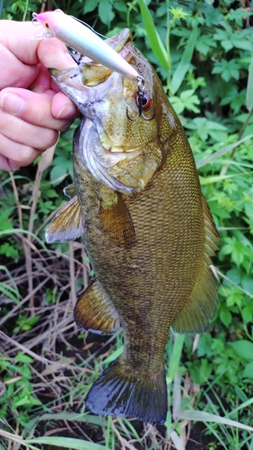 スモールマウスバスの釣果