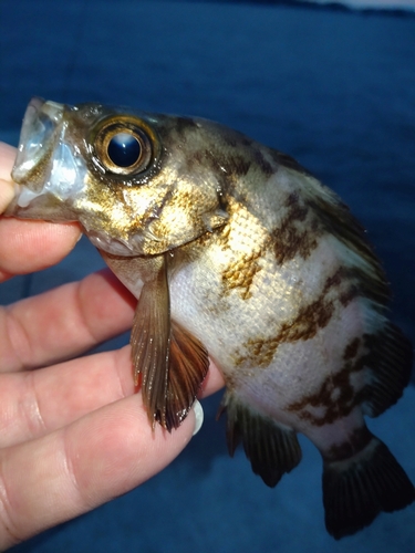 メバルの釣果