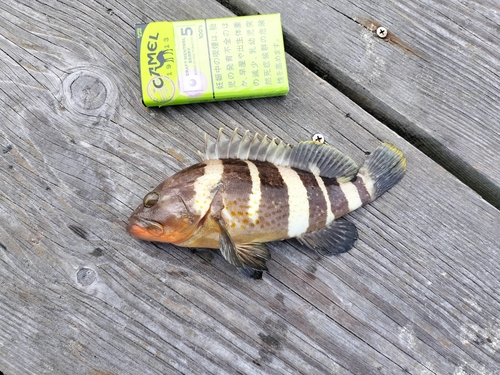 アオハタの釣果