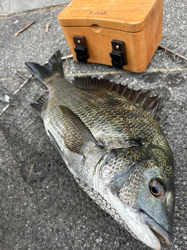 チヌの釣果