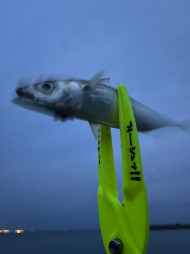 サバの釣果