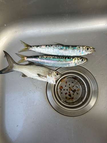 イワシの釣果