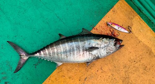 メジの釣果