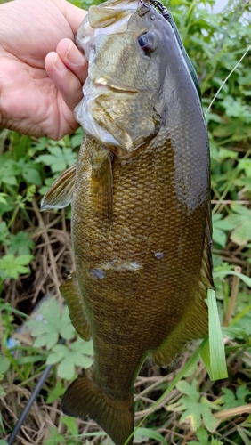 スモールマウスバスの釣果