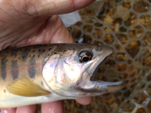 ヤマメの釣果