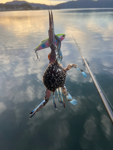 ガザミの釣果