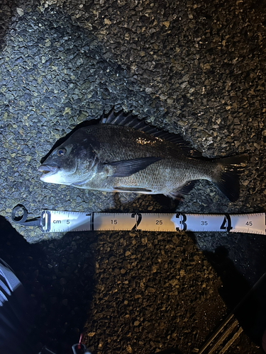 クロダイの釣果