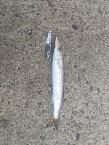 カマスの釣果