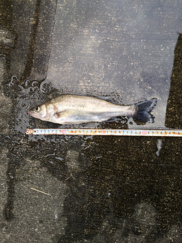 フッコ（マルスズキ）の釣果